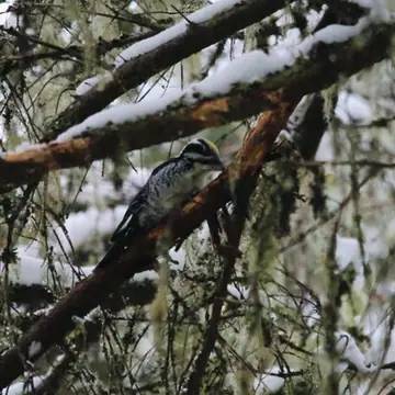 Pohjantikka