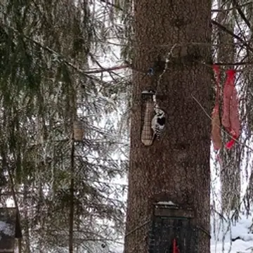 Valkoselkätikka