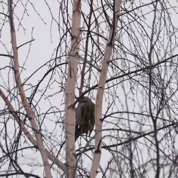 Harmaapäätikka