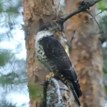 Mehiläishaukka