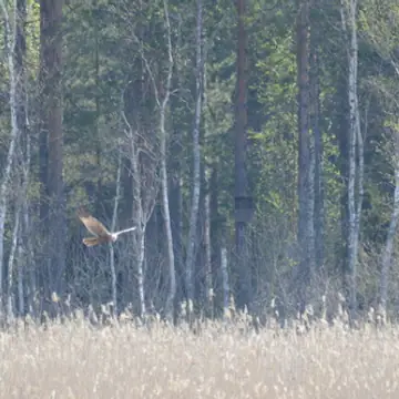 Ruskosuohaukka