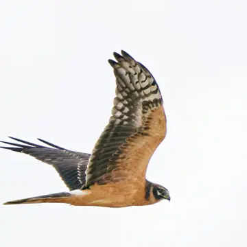 Arosuohaukka