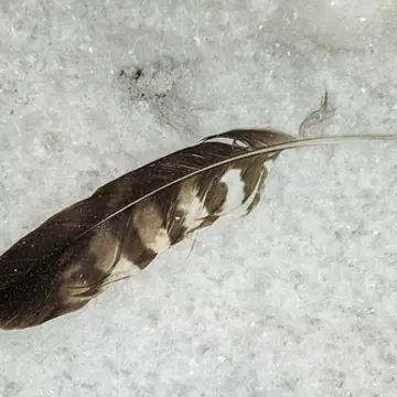 Hiirihaukka