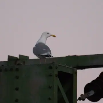 Harmaalokki