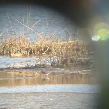 Metsäviklo