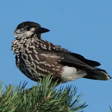 Pähkinähakki
