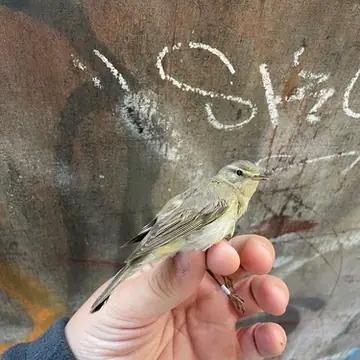 Pajulintu
