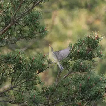 Kultarinta