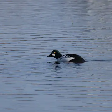 Telkkä