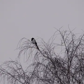 Harakka