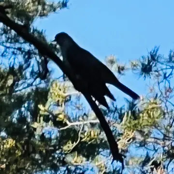 Käki