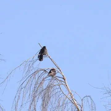 Naakka