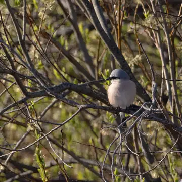 Pikkulepinkäinen