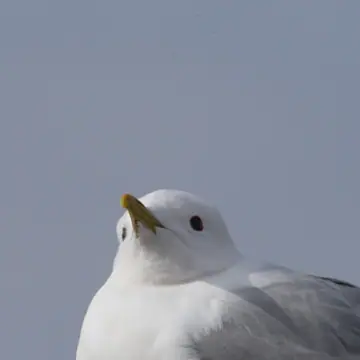 Kalalokki