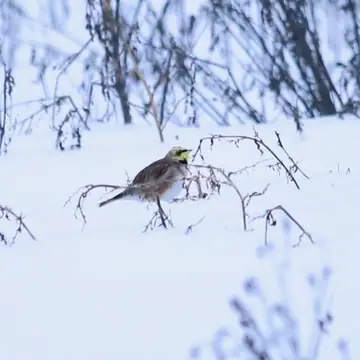 Tunturikiuru