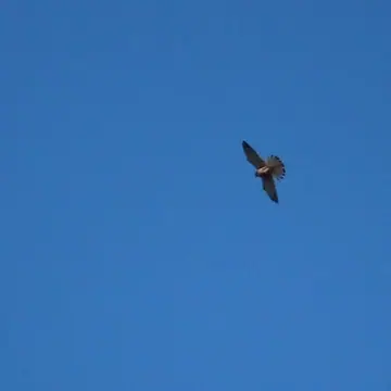 Tuulihaukka