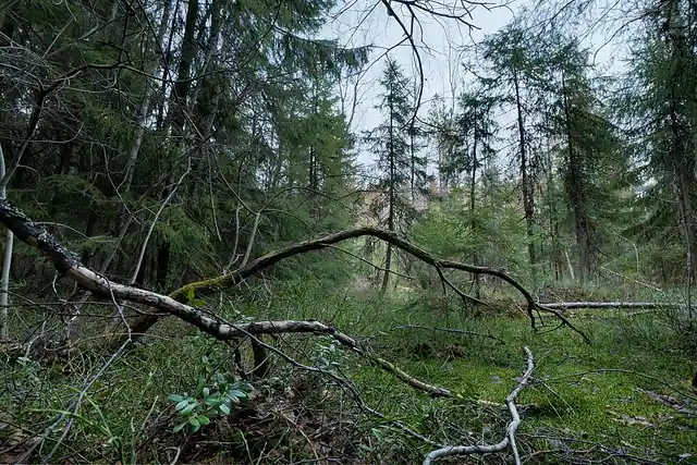Palokallion luonnonsuojelualue
